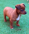 Turk (Pupppy)