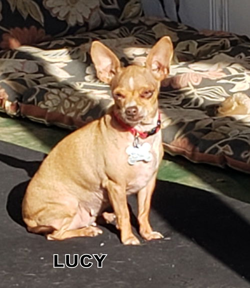 Lucy (GrandPaws)