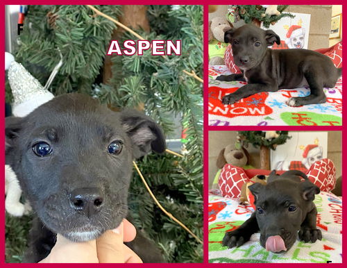 Aspen (Puppy)