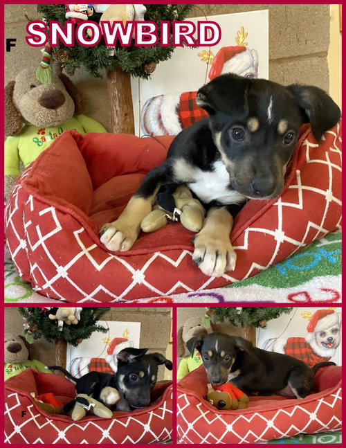SnowBird (Puppy)