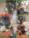 SnowBird (Puppy)