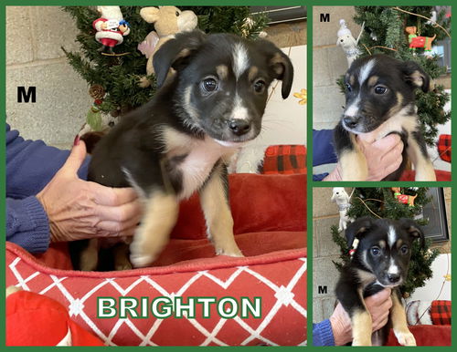 Brighton (Puppy)