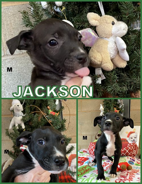 Jackson (Puppy)