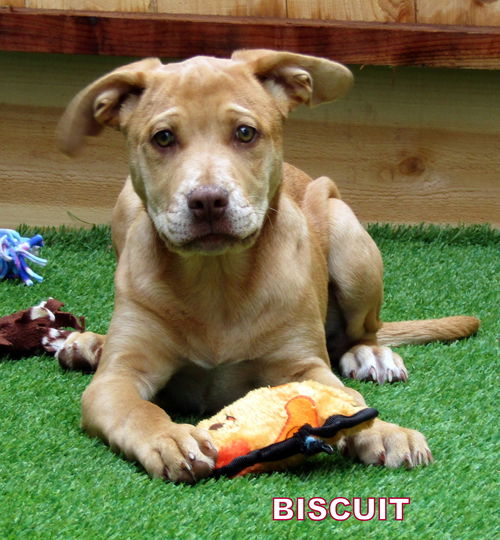 Biscuit (Puppy)