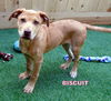 Biscuit (Puppy)
