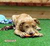 Biscuit (Puppy)
