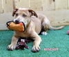 Biscuit (Puppy)