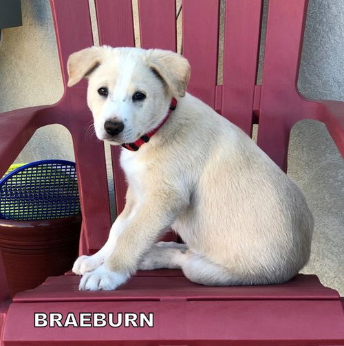 Braeburn (Puppy)rr
