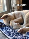 Braeburn (Puppy)rr