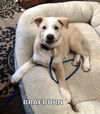 Braeburn (Puppy)rr