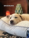 Braeburn (Puppy)rr