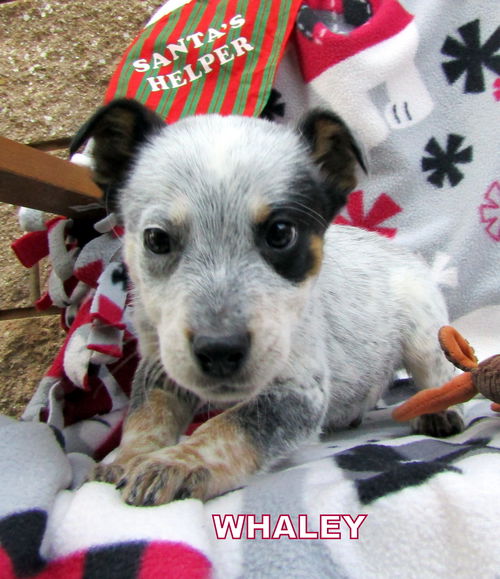 Whaley (Posh Puppy)