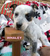 Whaley (Posh Puppy)