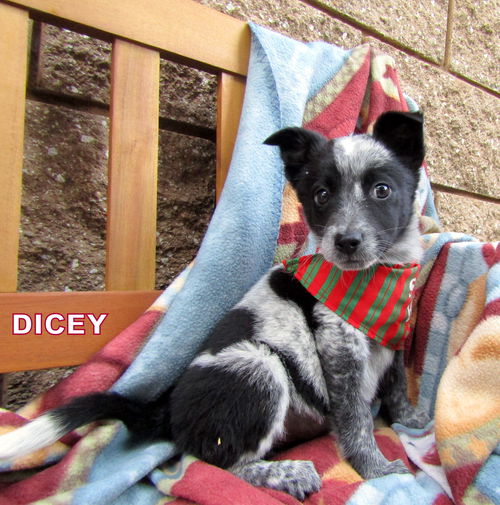 Dicey (Posh Puppy)