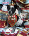 Dicey (Posh Puppy)