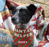 Dicey (Posh Puppy)