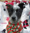 Dicey (Posh Puppy)