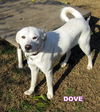 Dove