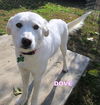Dove