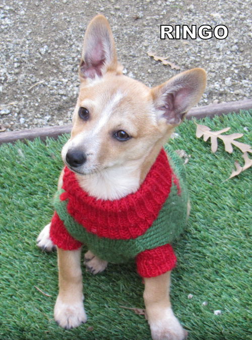 Ringo (Puppy)
