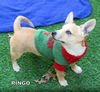 Ringo (Puppy)