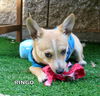 Ringo (Puppy)