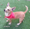 Ringo (Puppy)