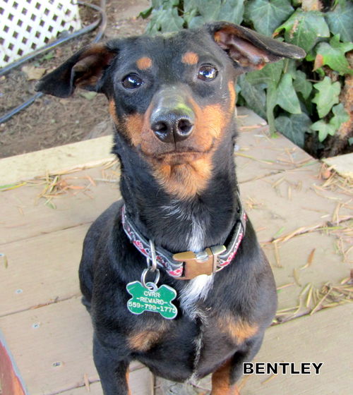 Bentley (Ritzy)