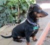 Bentley (Ritzy)