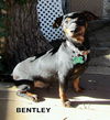 Bentley (Ritzy)
