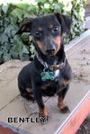 Bentley (Ritzy)