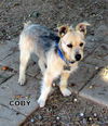 Coby