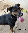 Waylon