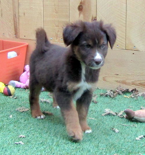 Roper (Puppy)