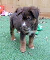 Roper (Puppy)