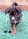 Roper (Puppy)
