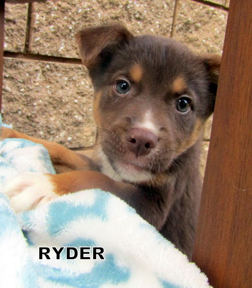 Ryder (Puppy)