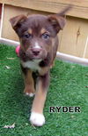 Ryder (Puppy)