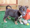 Ryder (Puppy)