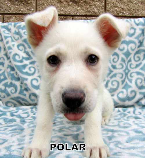 Polar (Puppy)