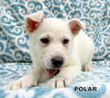 Polar (Puppy)