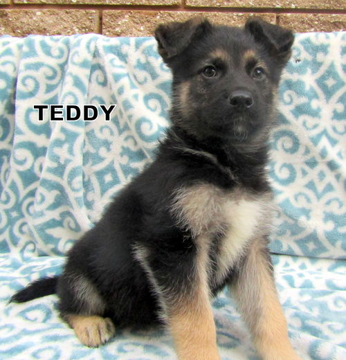 Teddy (Puppy)