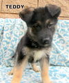 Teddy (Puppy)