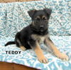 Teddy (Puppy)