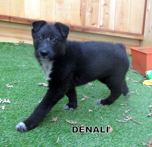 Denali (Puppy)