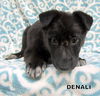 Denali (Puppy)