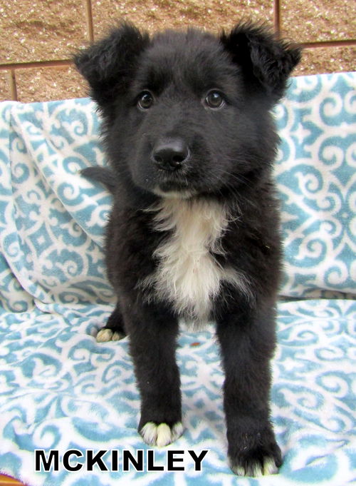 McKinley(Puppy)