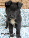 McKinley(Puppy)