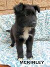 McKinley(Puppy)