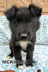 McKinley(Puppy)
